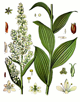 VERATRUM ALBUM